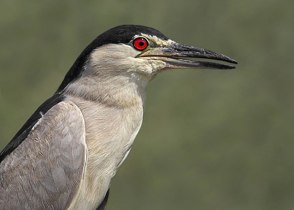 Black-crowned night heron.
