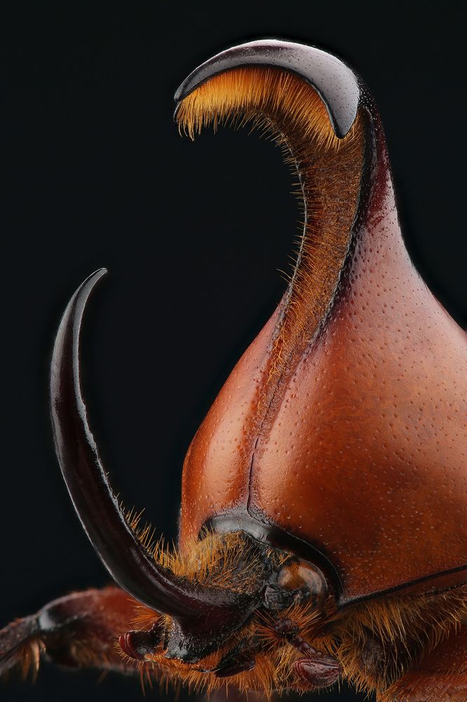 Portrait of beetle (Golofa claviger)