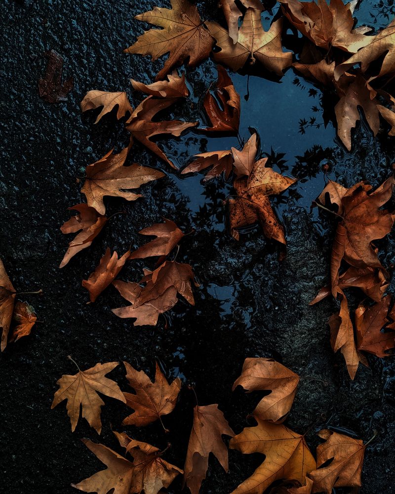 Photograph by niloufar kiyani movahhed