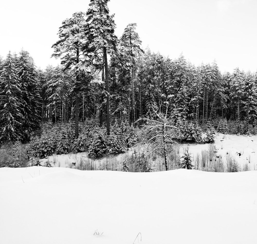 Photograph by Карина Воробьева