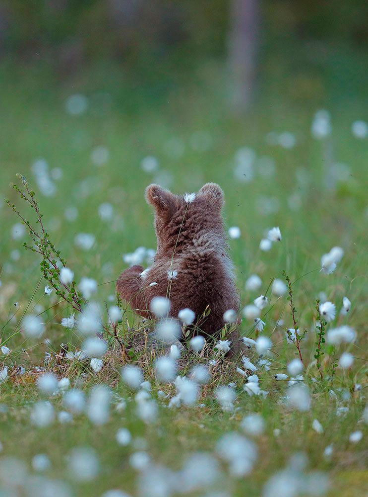 Таежная семейка.