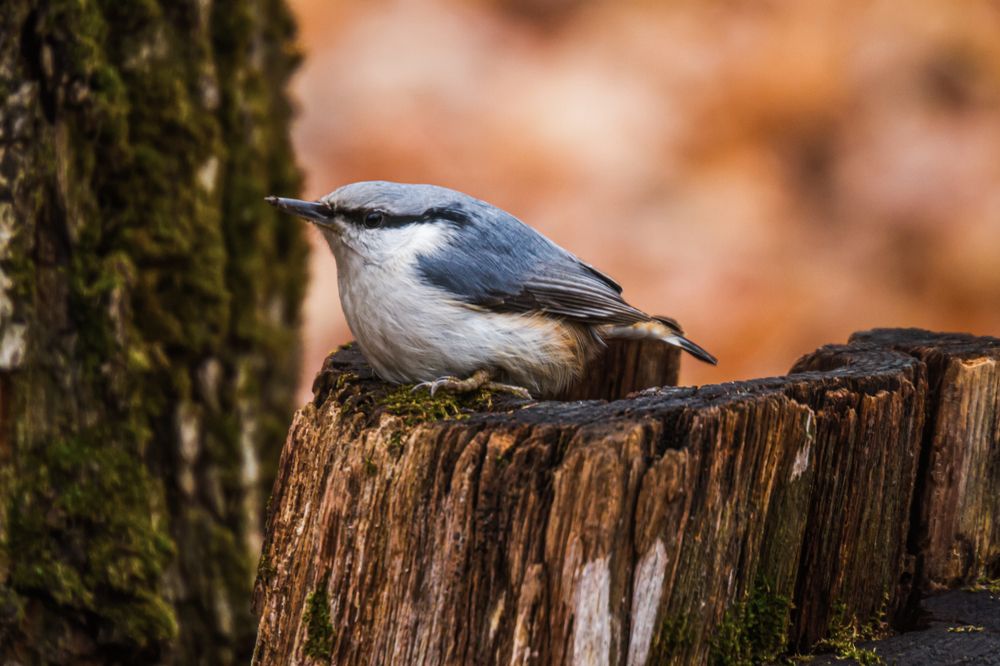 Поползень на отдыхе