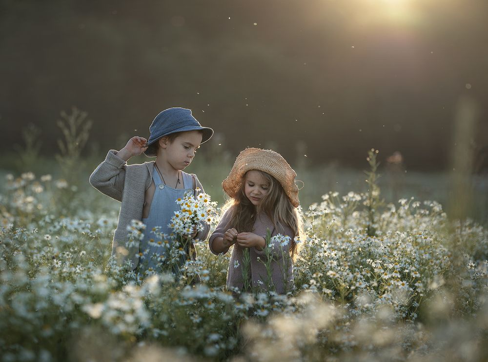 В ромашковом поле