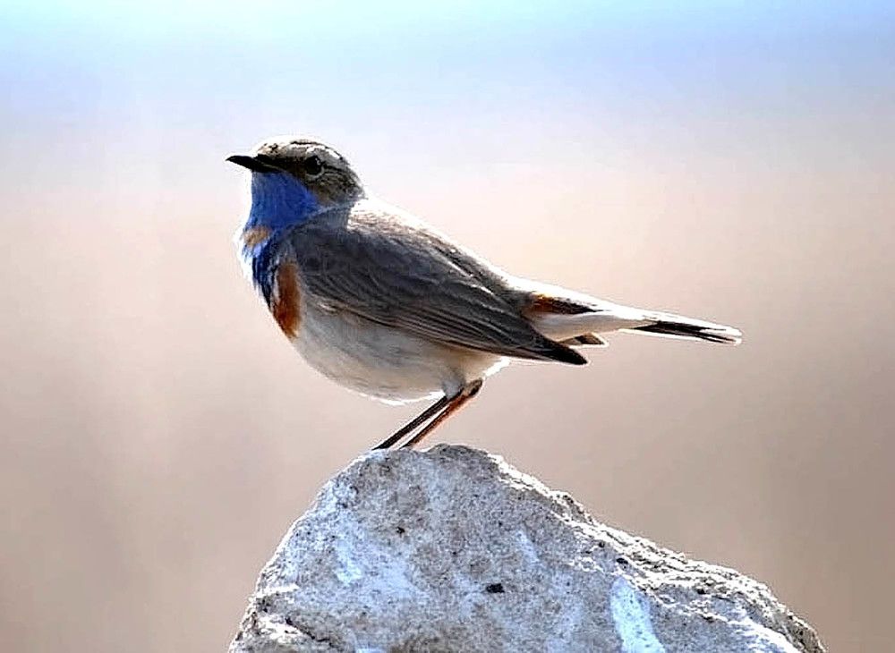 Photograph by Людмила Крышковец