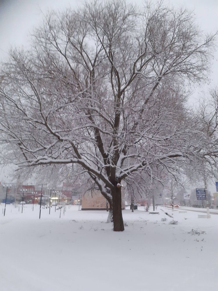 Снежное дерево