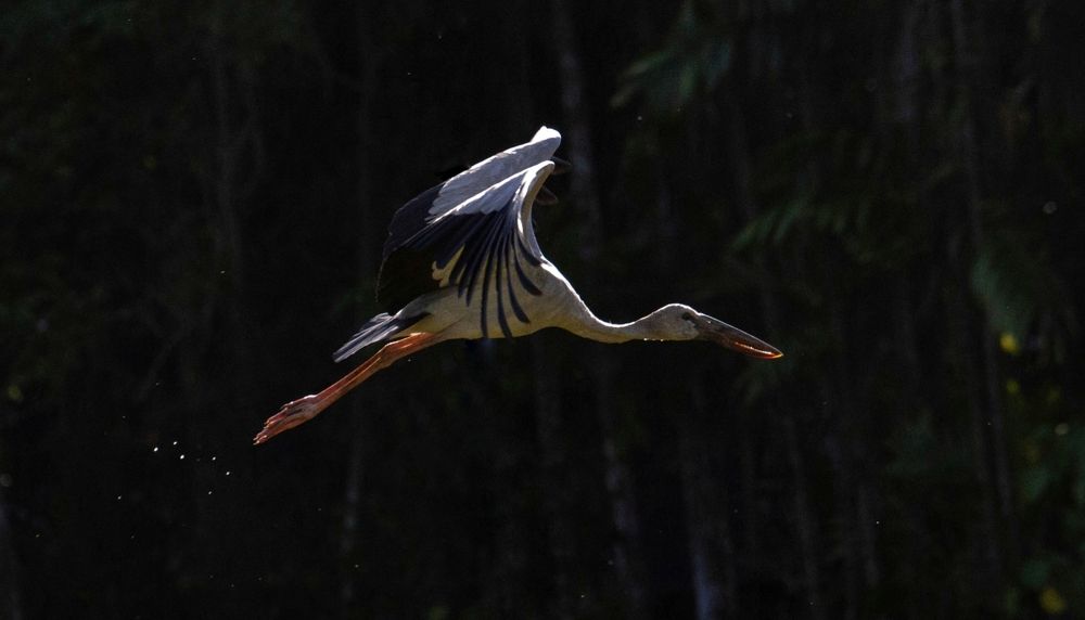 Photograph by Navodya Jayasinhe Arachchige Hashan