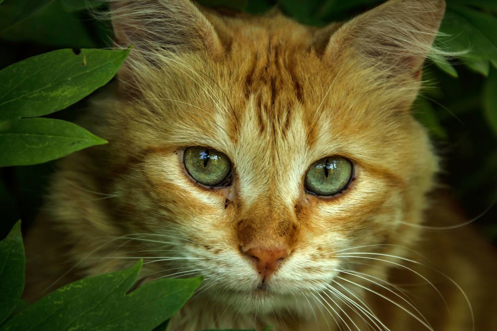 Уличный кот на охоте