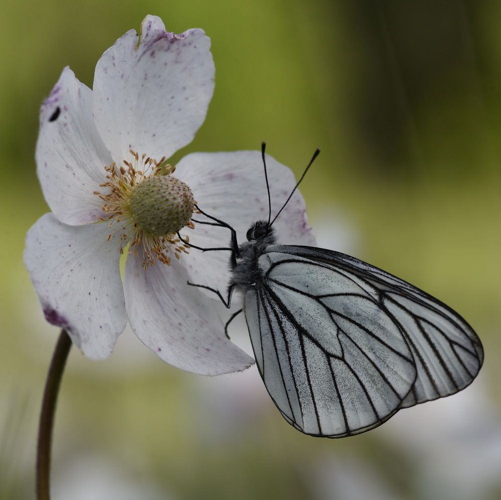 Photograph by Людмила Воропаева