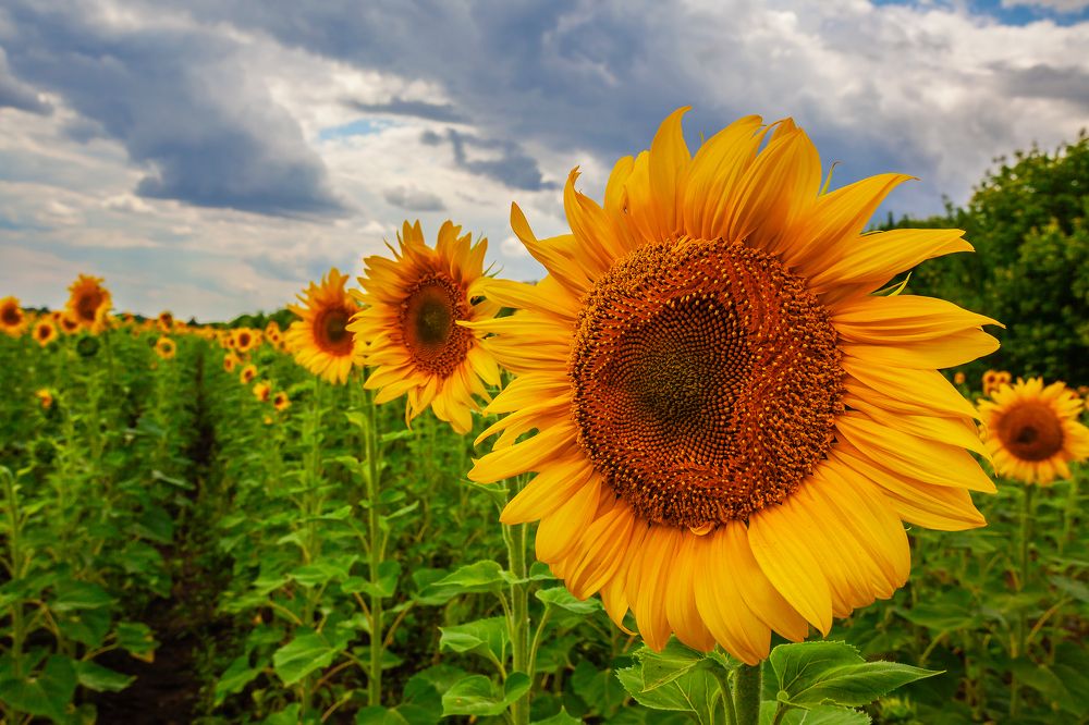 Photograph by Nika Litus