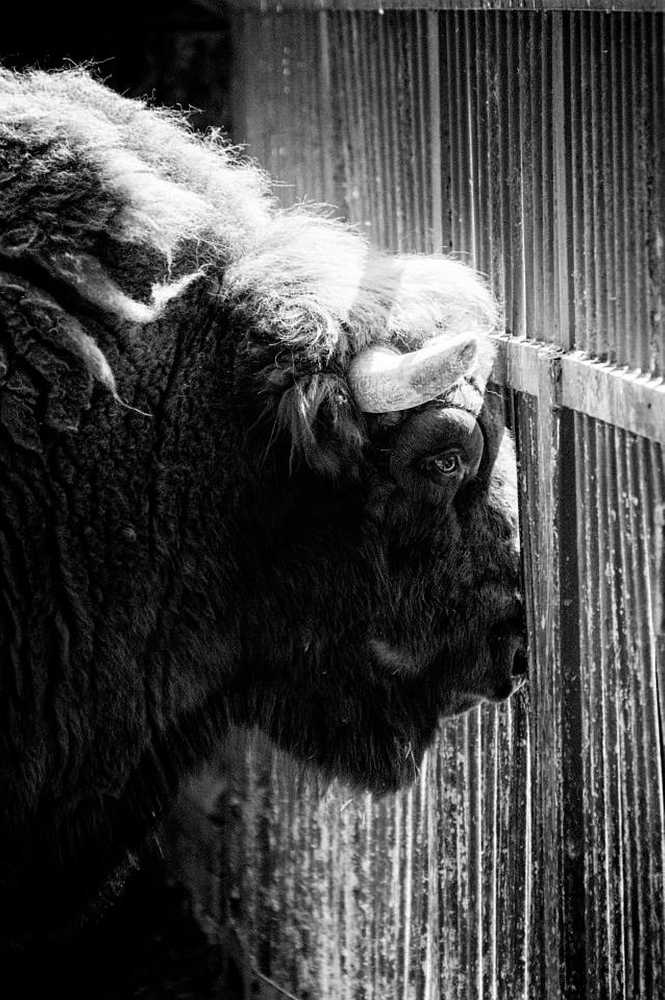 Фотография автора Святослав Романяк