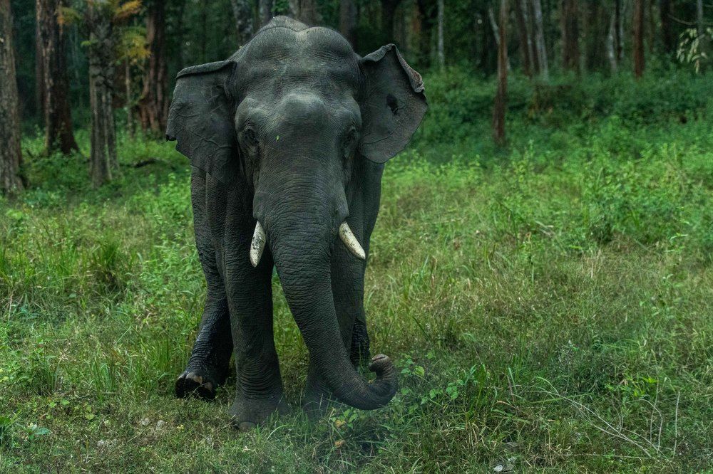 Photograph by Narayanan Iyer