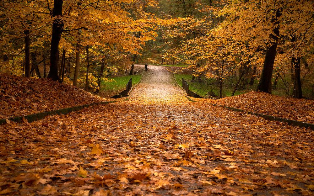 Fall in central park