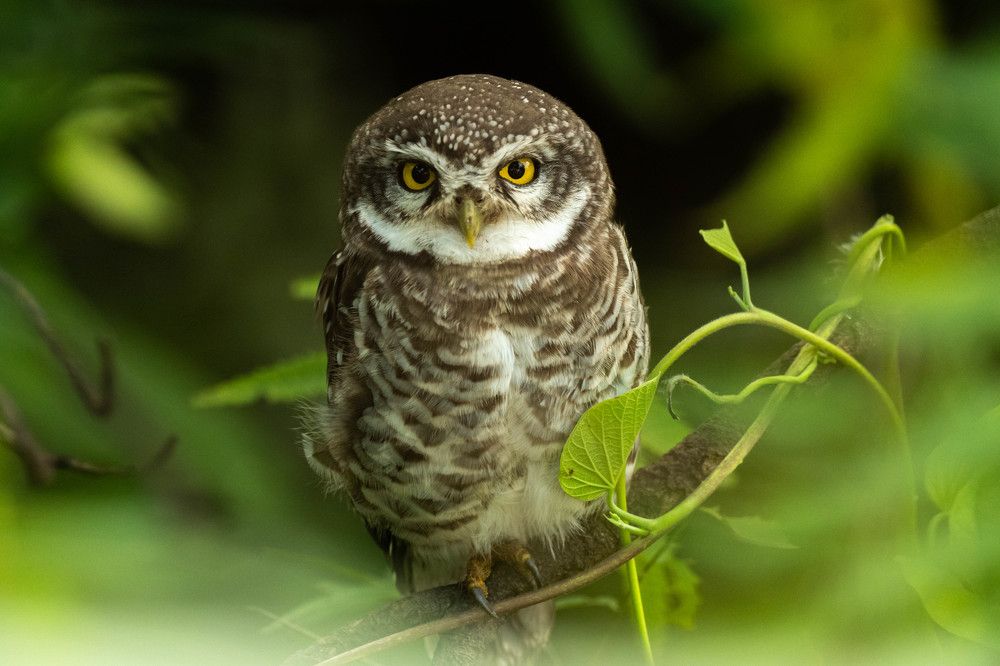 Photograph by Narayanan Iyer