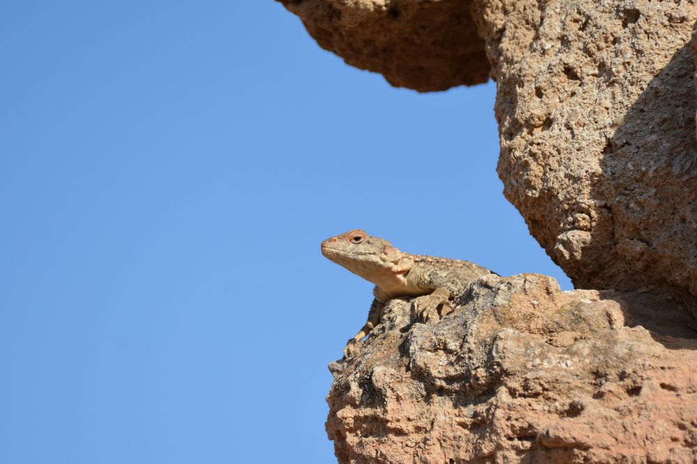 Caucasian Agama
