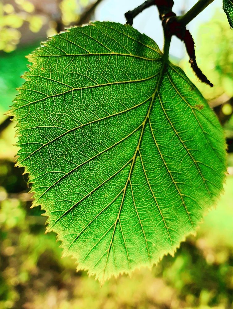 Photograph by Антон Узлов