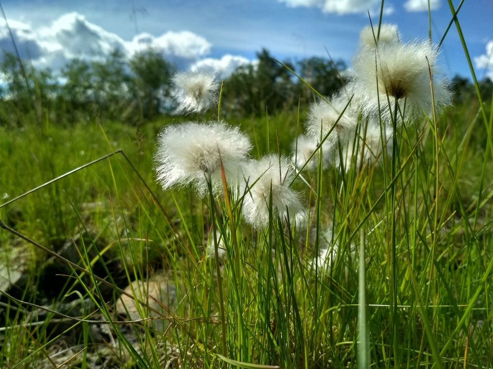 Северное лето
