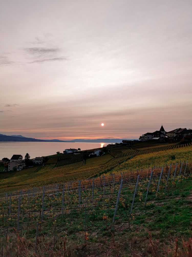 Розовое вино