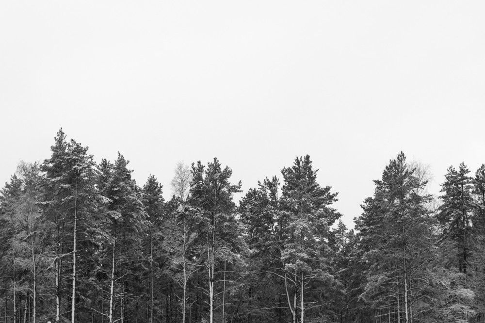 Photograph by Юлия Курская