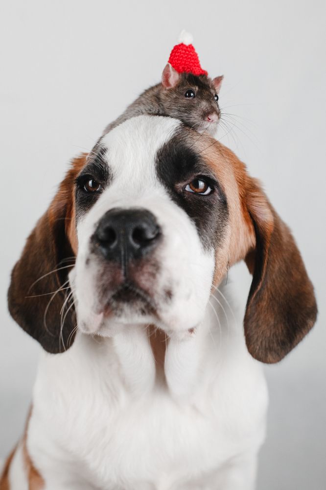 Пуша и Барри