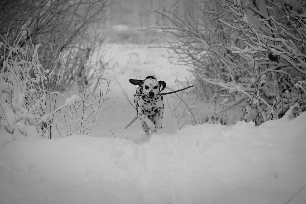 Photograph by Татьяна Линник