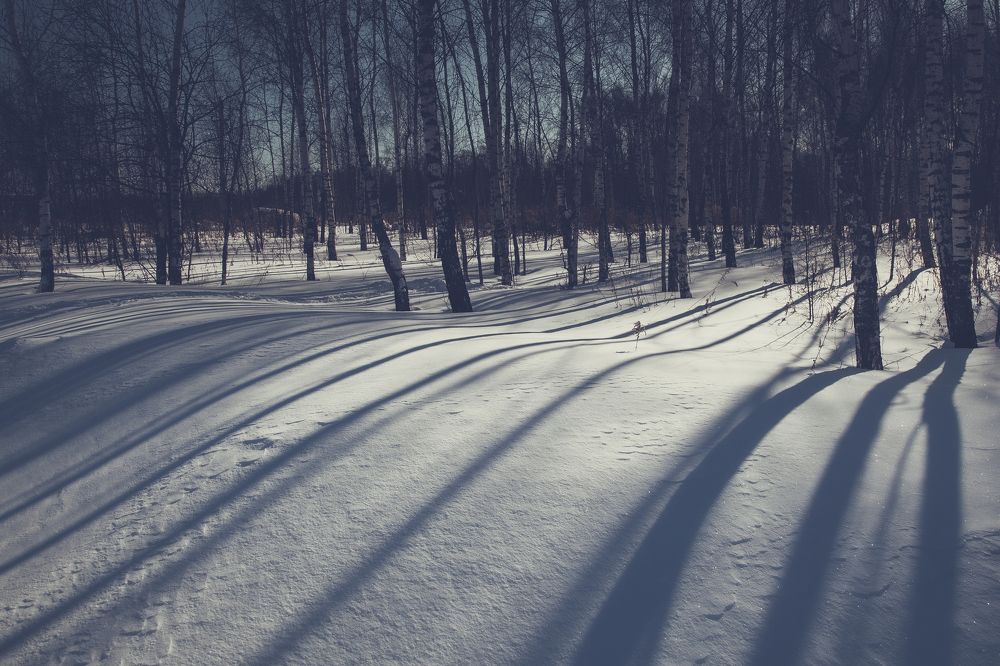 Березки. Birch trees.