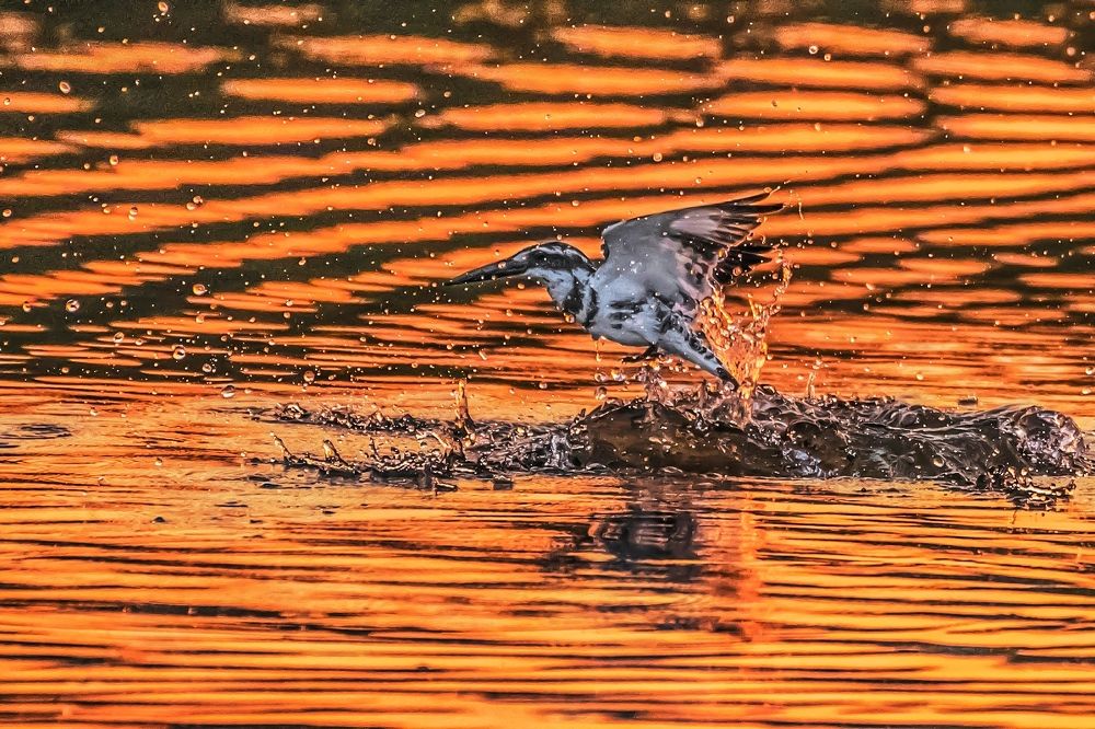 Photograph by Sameer Bhalekar