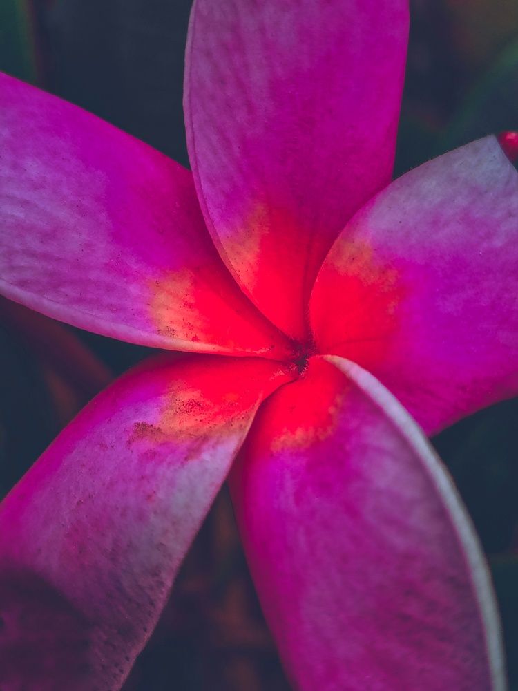 MY LOVE FOR FLOWER AND ITS BEAUTY