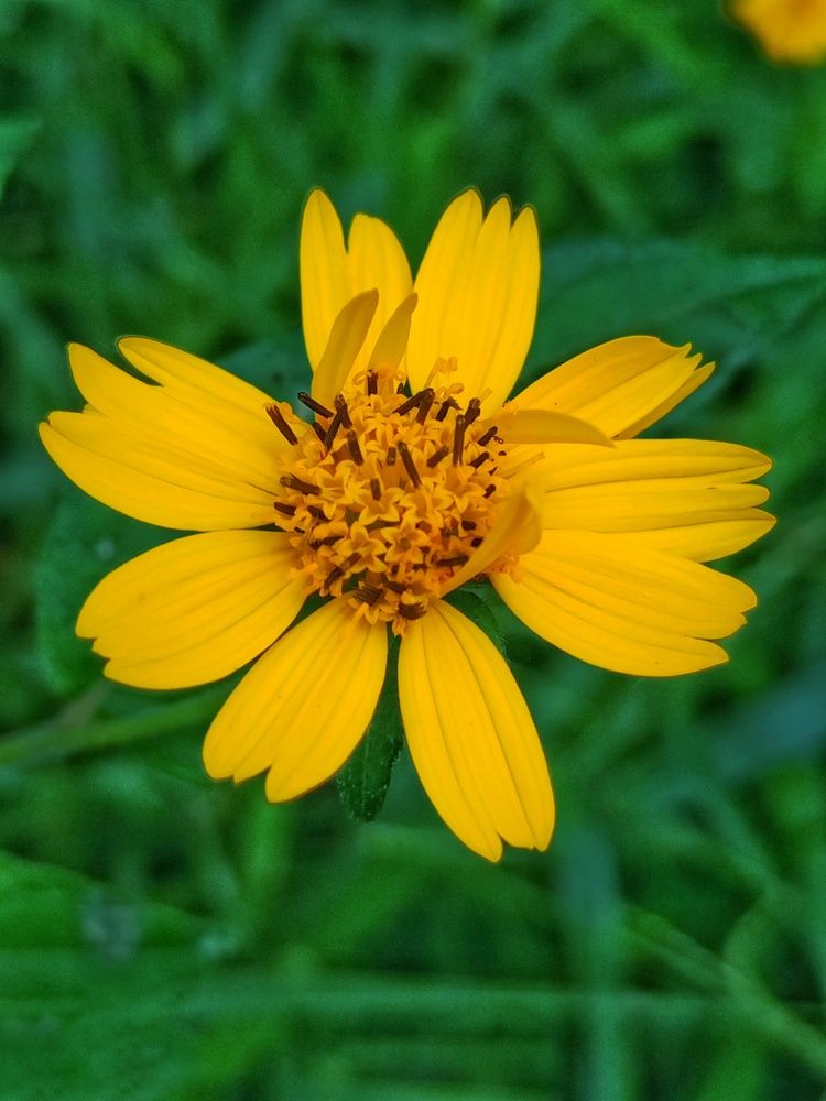 ELEGANT SUNFLOWER