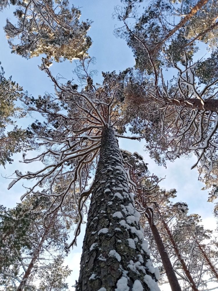 Фотография автора Надежда Коржавина