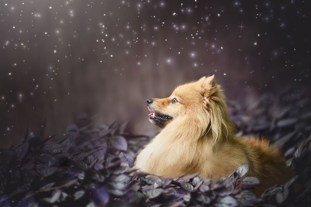 Photograph by Deise de Oliveira