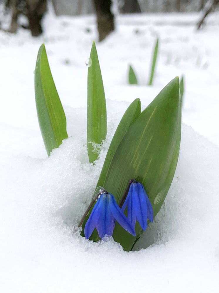 Дыхание весны.