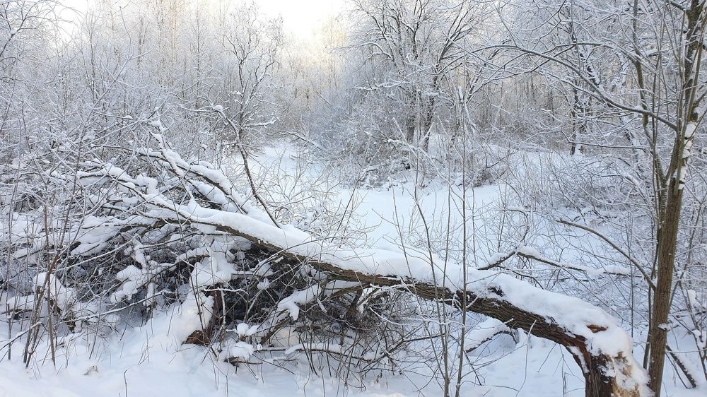 Photograph by Алексей Фомичев