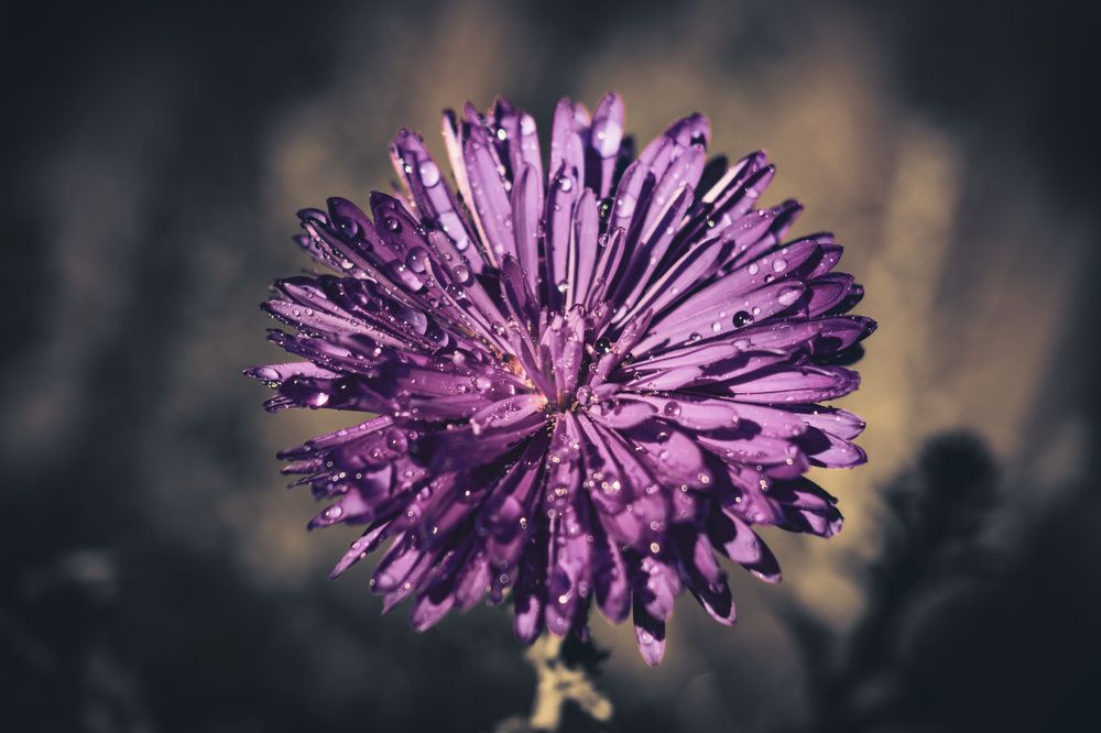 Photograph by Эн Скляров