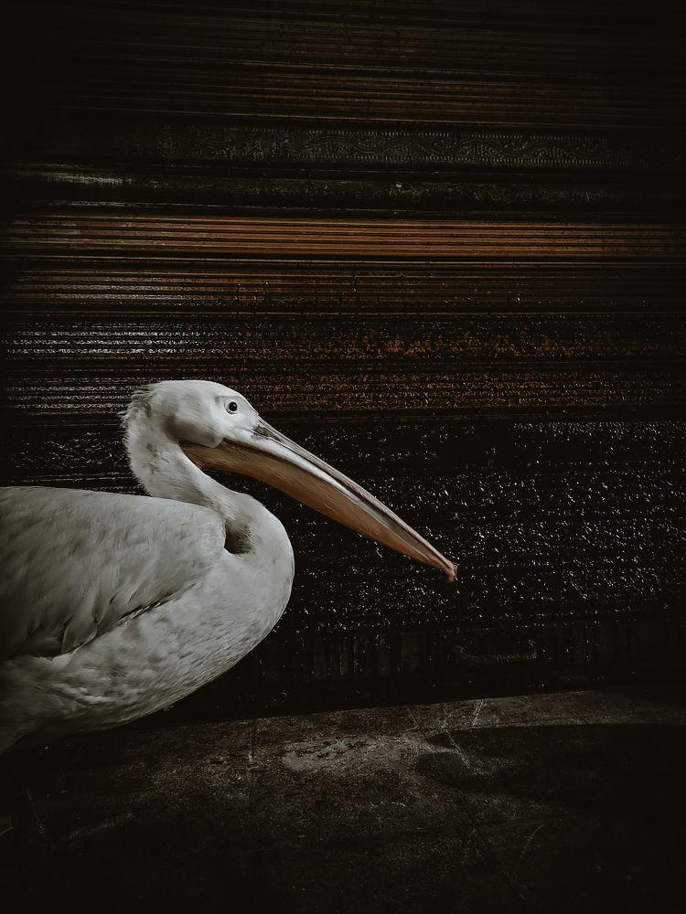 Photograph by Mahmoud Hefnawy