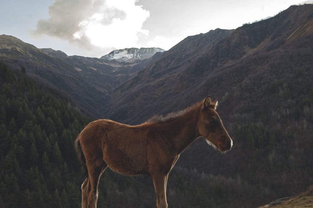 Photograph by Ucha Dolaberidze