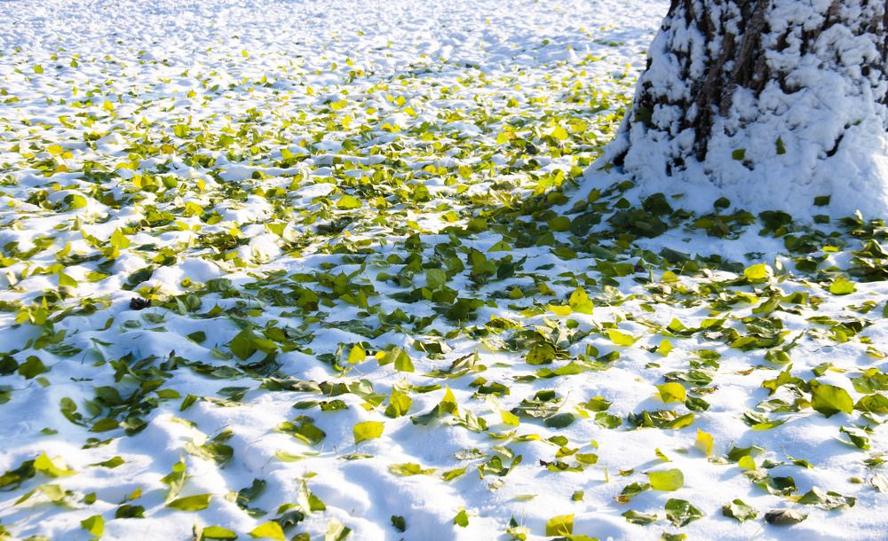 Photograph by Наталия Иванова