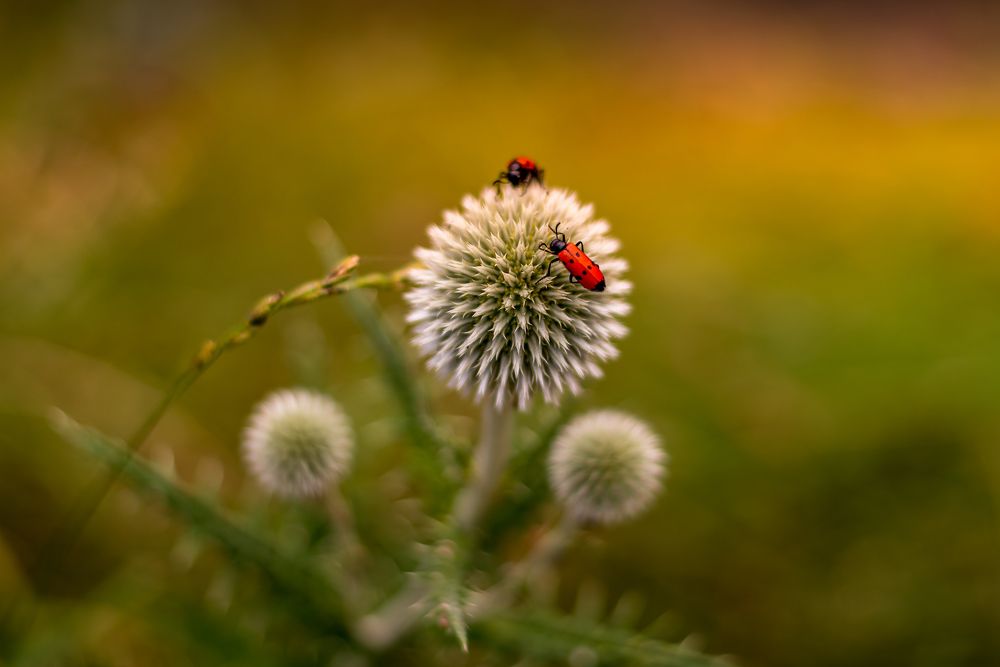 Photograph by Helen Vasilieva