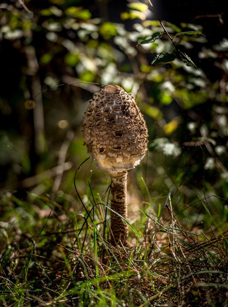 Photograph by Helen Vasilieva