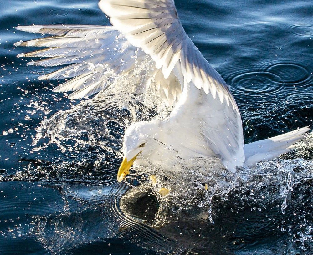 The seagulls splash landing I