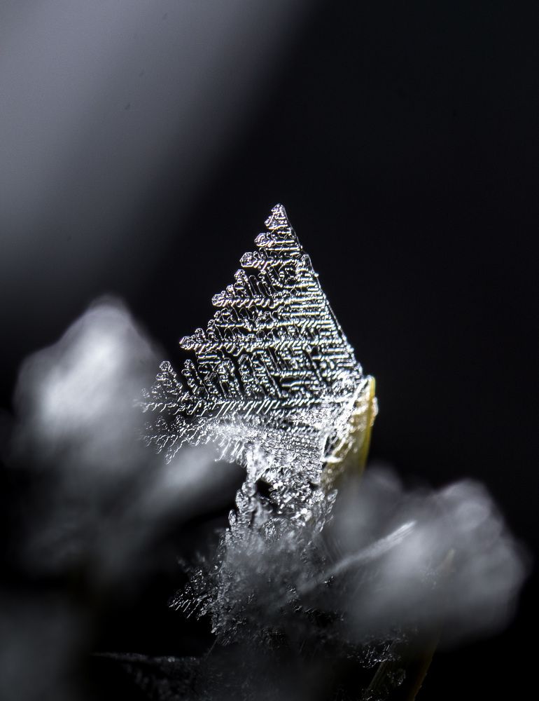 Иней на иголочке сосны