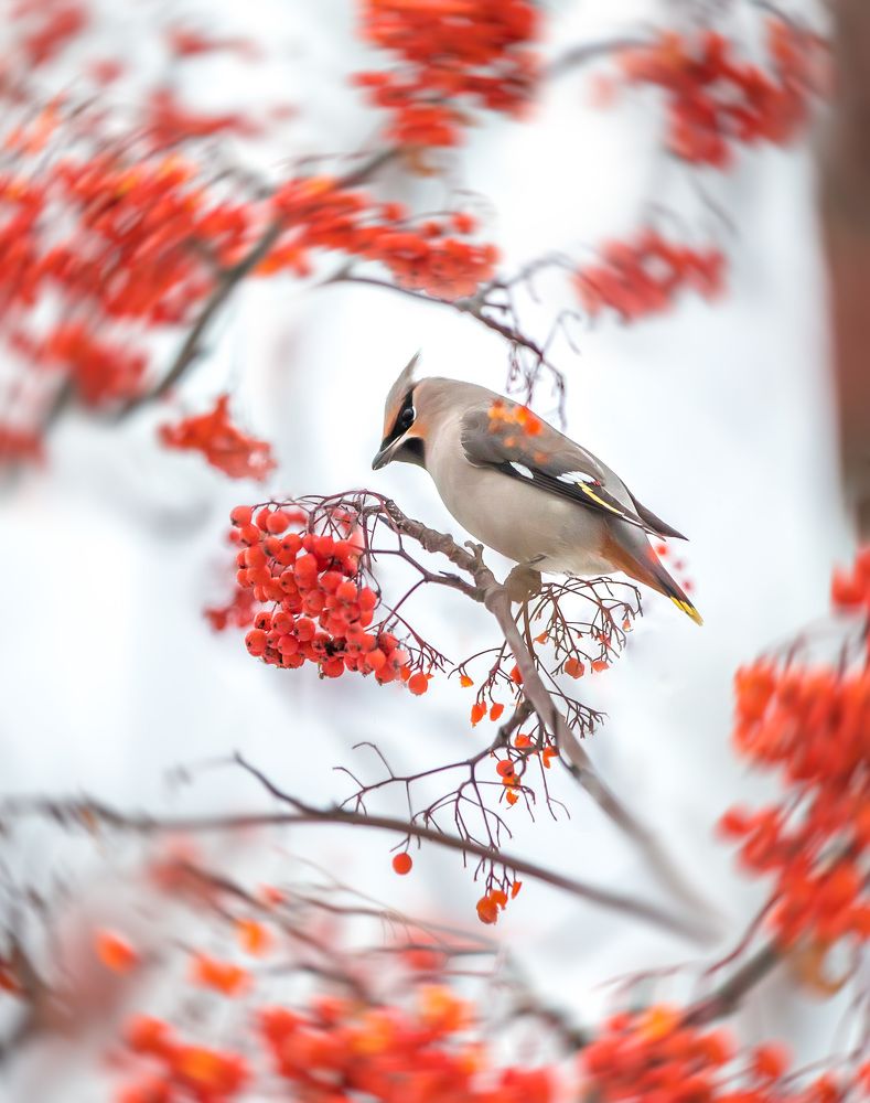 Photograph by Наталья Оконешникова