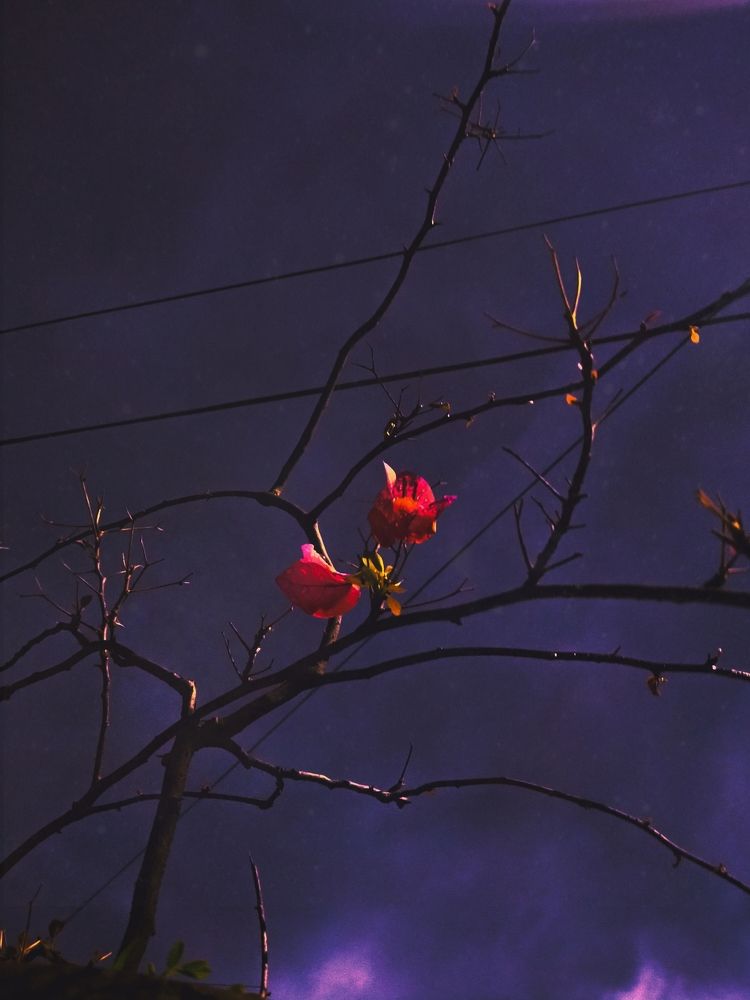 Photograph by Alexa Preconcillo