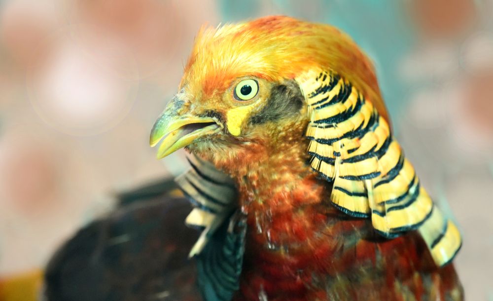 Photograph by LUIS PABLO TRENTIN MACK