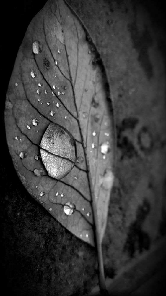 Photograph by Joshua Monney