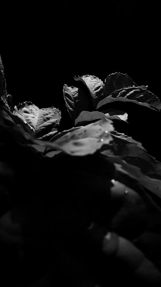 Photograph by Joshua Monney