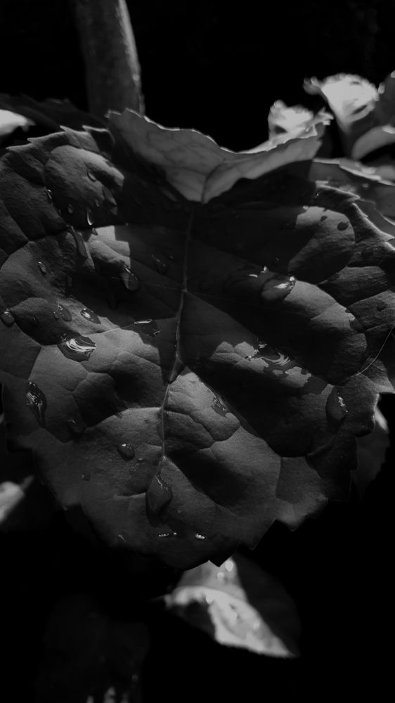 Photograph by Joshua Monney