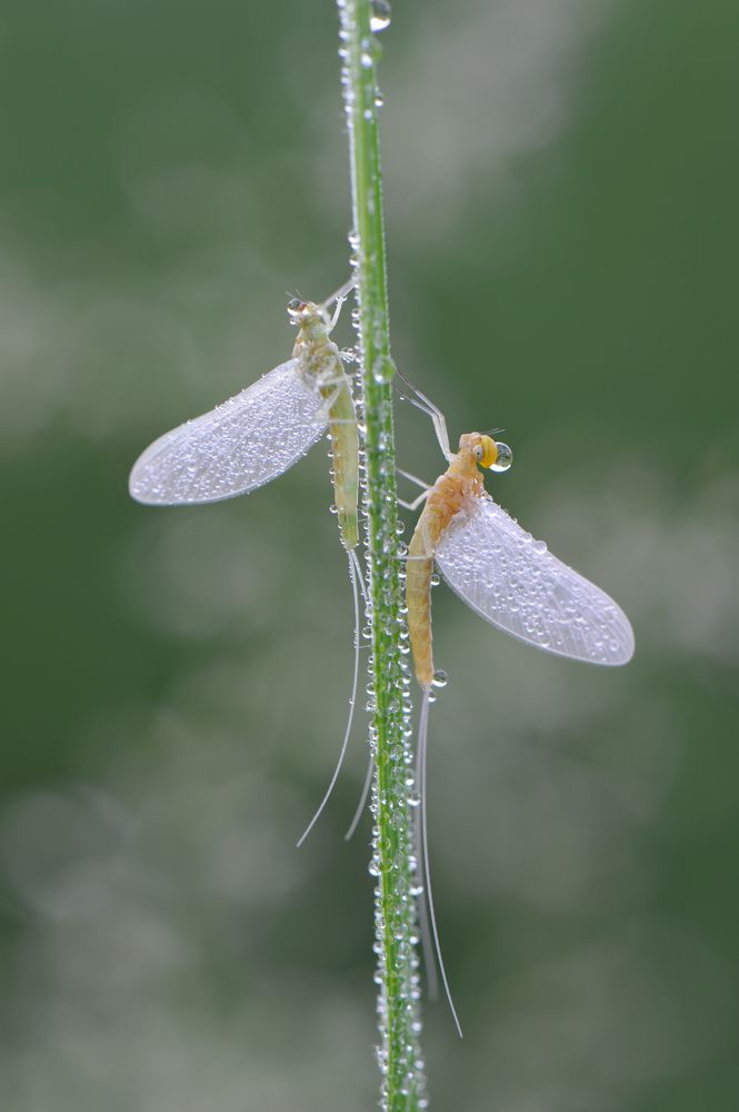 Признание в любви.