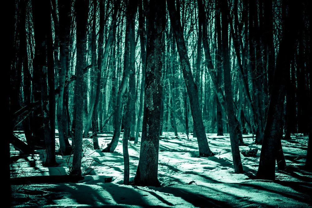 Мистический лес