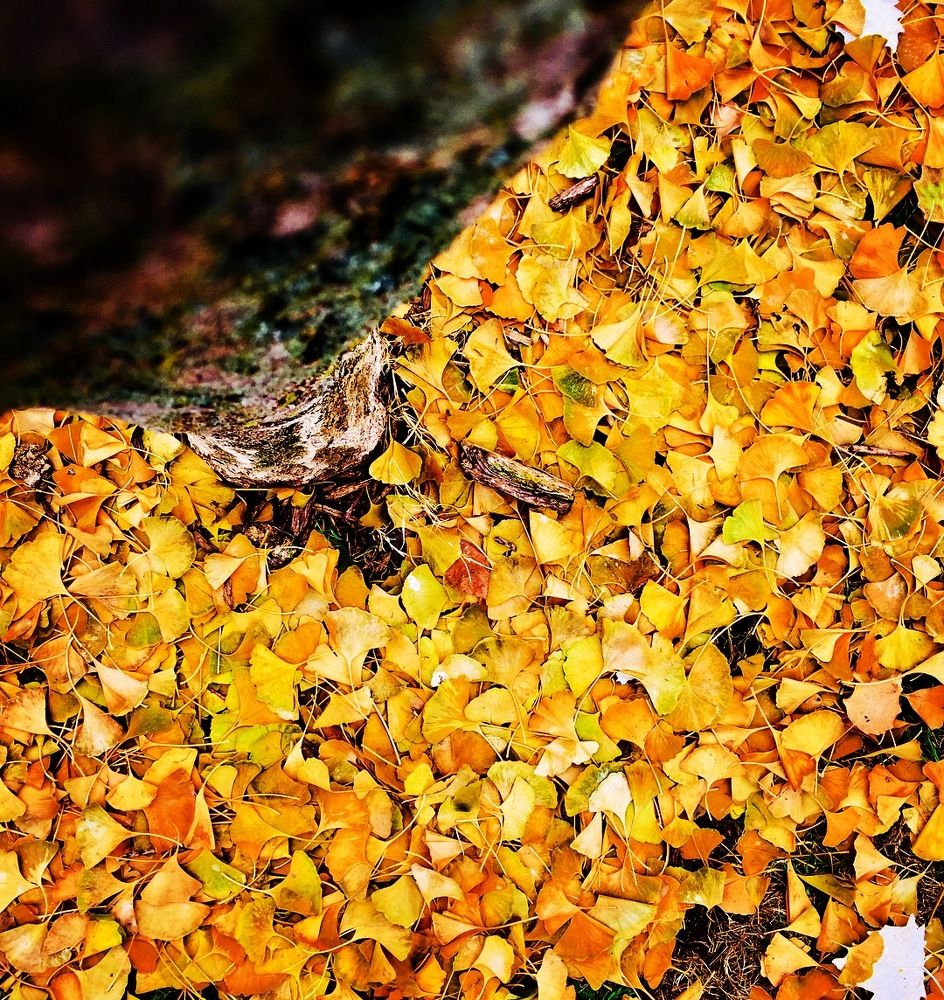 My favourite trees and my perspective.