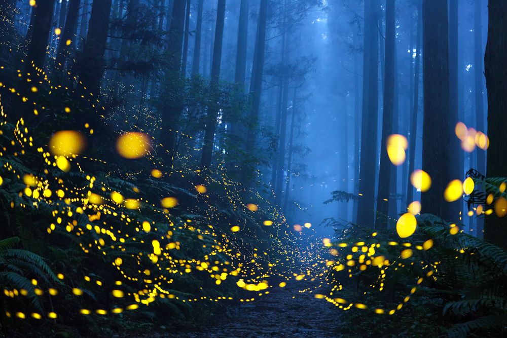 Misty fireflies